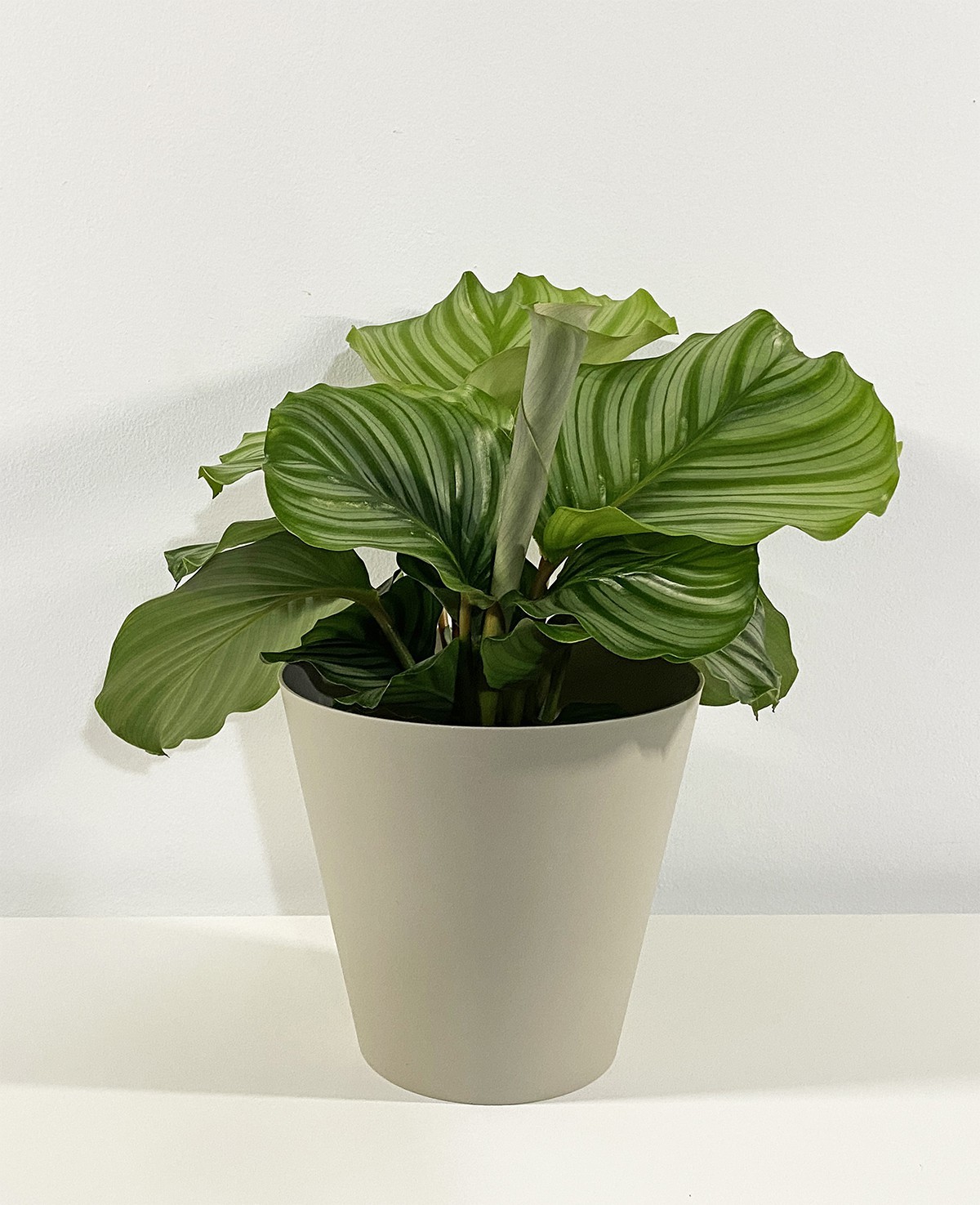 Calathea Orbifolia